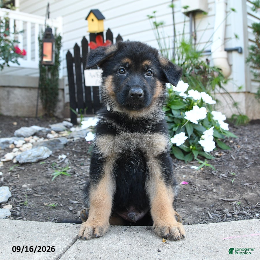 German Shepherd dogs Flint - Ad 2