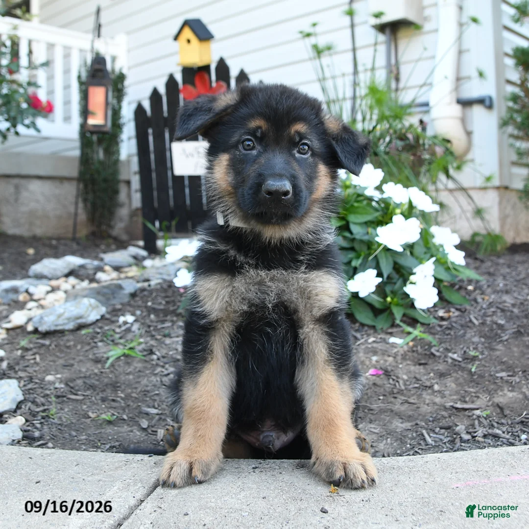 German Shepherd dogs for sale: Flint - Ad 2