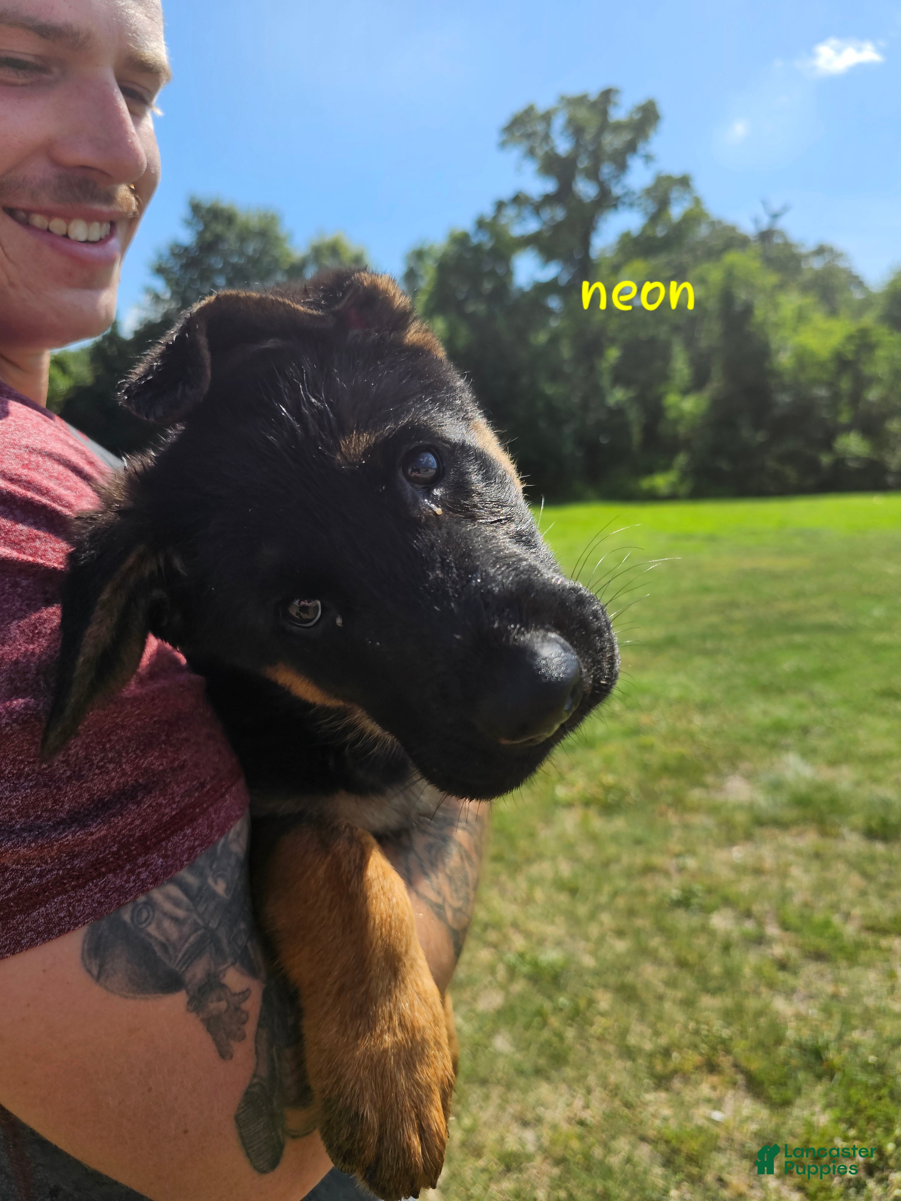 German Shepherd dogs German Shepherd  puppys  - Ad 2