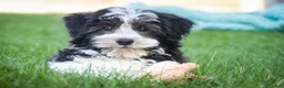 Havanese dogs for sale: Levi - Ad 7