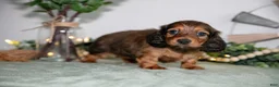 Miniature Dachshund dogs for sale: Howie - Ad 3