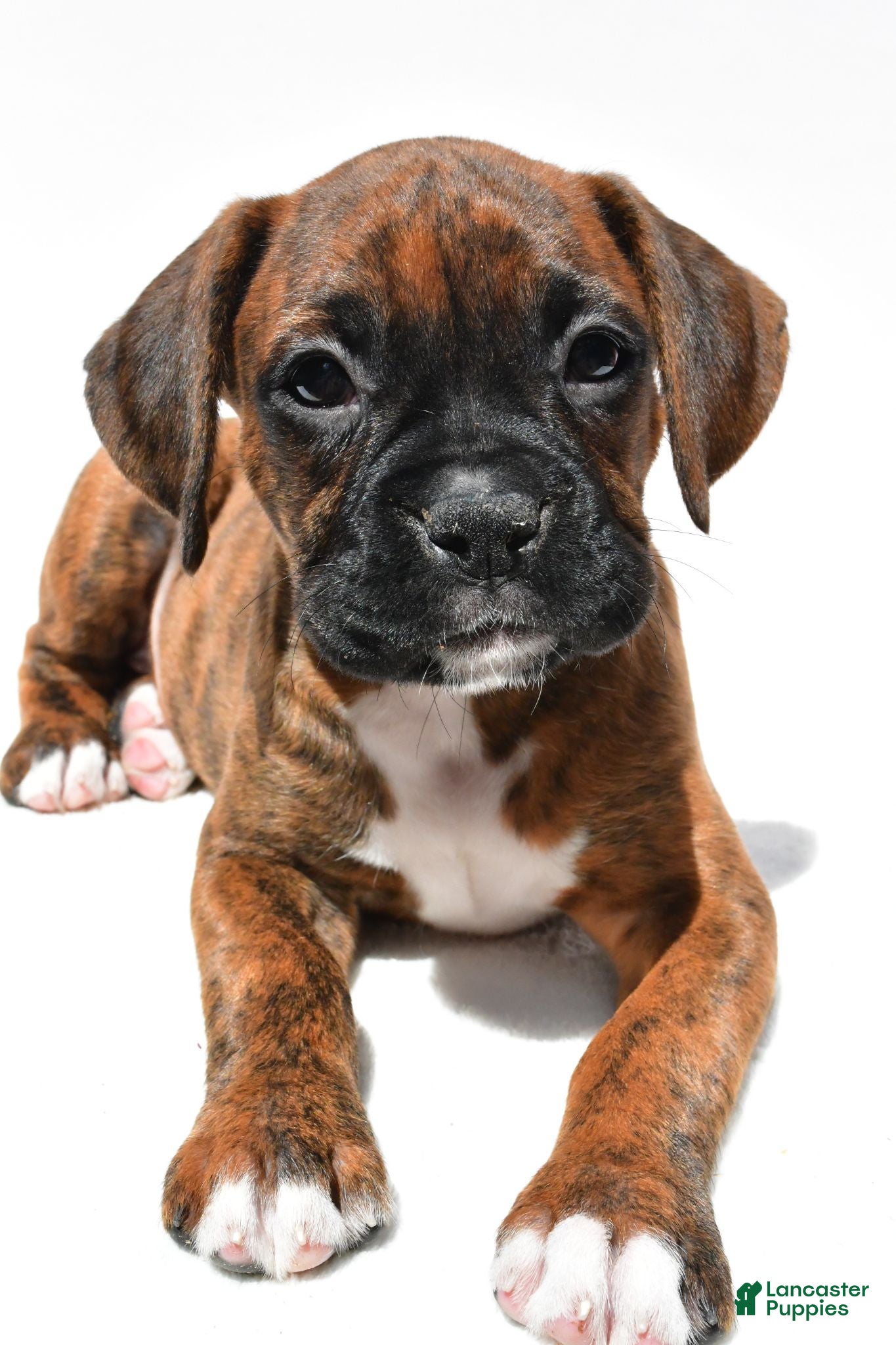 Boxer dogs Sadie - Ad 2