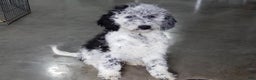 Sheepadoodle dogs for sale: Panda (medium) - Ad 6