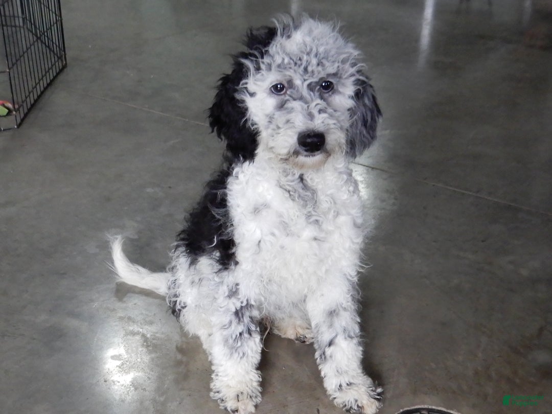 Sheepadoodle dogs for sale: Panda (medium) - Ad 6