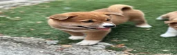 Shiba Inu dogs for sale: Meatball - Ad 3