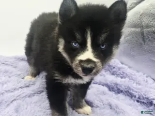 Siberian Husky dogs Checkers - Ad 31