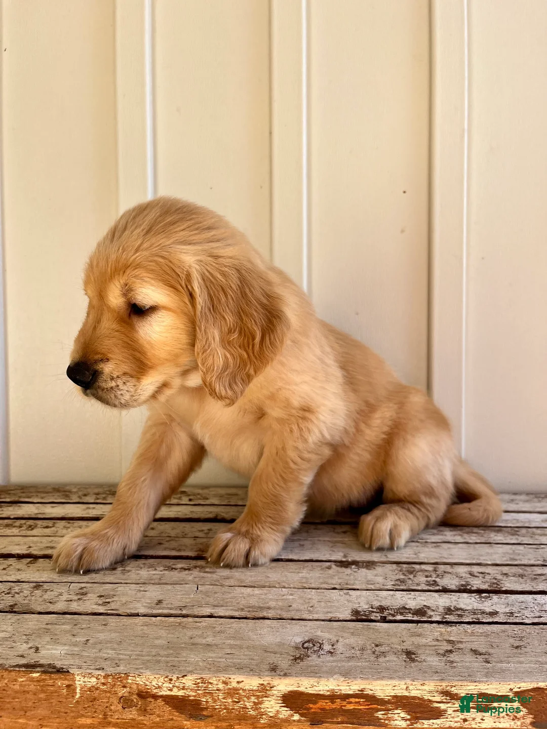 Golden Retriever dogs for sale: Green Girl - Ad 2