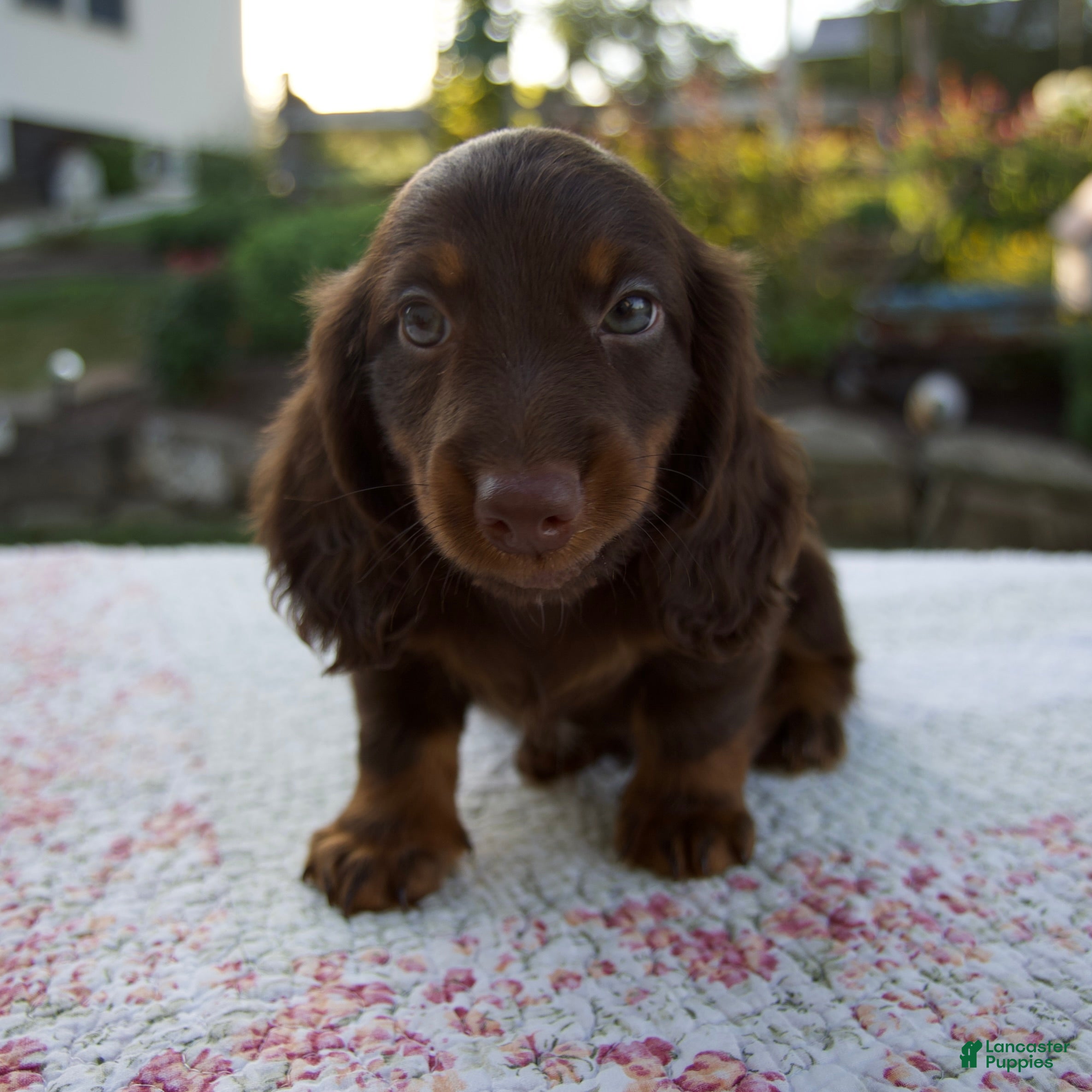 Miniature Dachshund dogs Niles - Ad 1