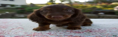 Niles