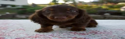 Miniature Dachshund dogs for sale: Niles - Ad 1