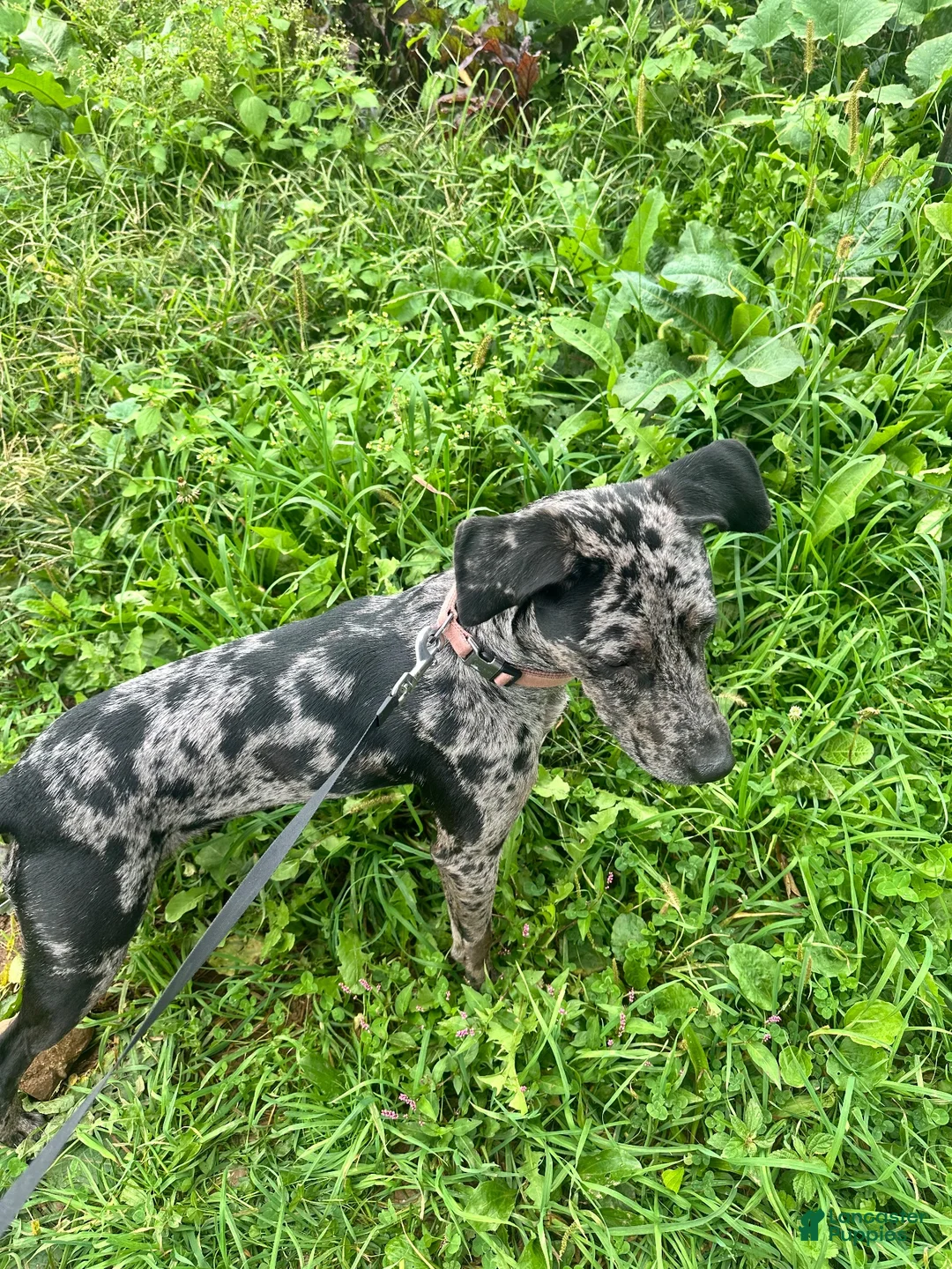 American Pit Bull Terrier dogs for sale: Misha Girl (Read Description: Price is debatable)  - Ad 2