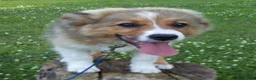 Australian Shepherd dogs for sale: Toby - Ad 10