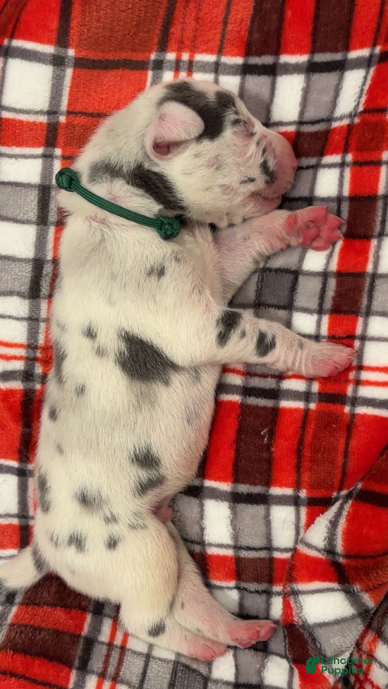 Great Dane dogs for sale: Great Dane 7 - Ad 28
