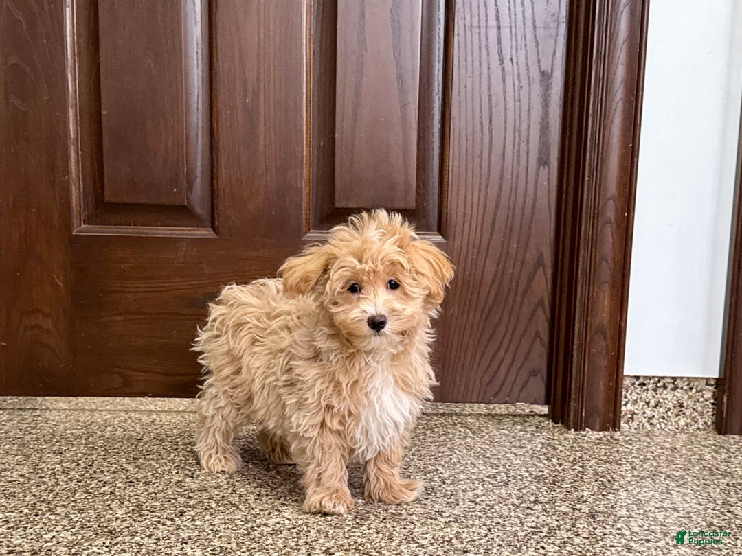 Maltipoo dogs for sale: Darling - Ad 6