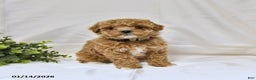 Bichpoo dogs for sale: Sandy - Ad 4