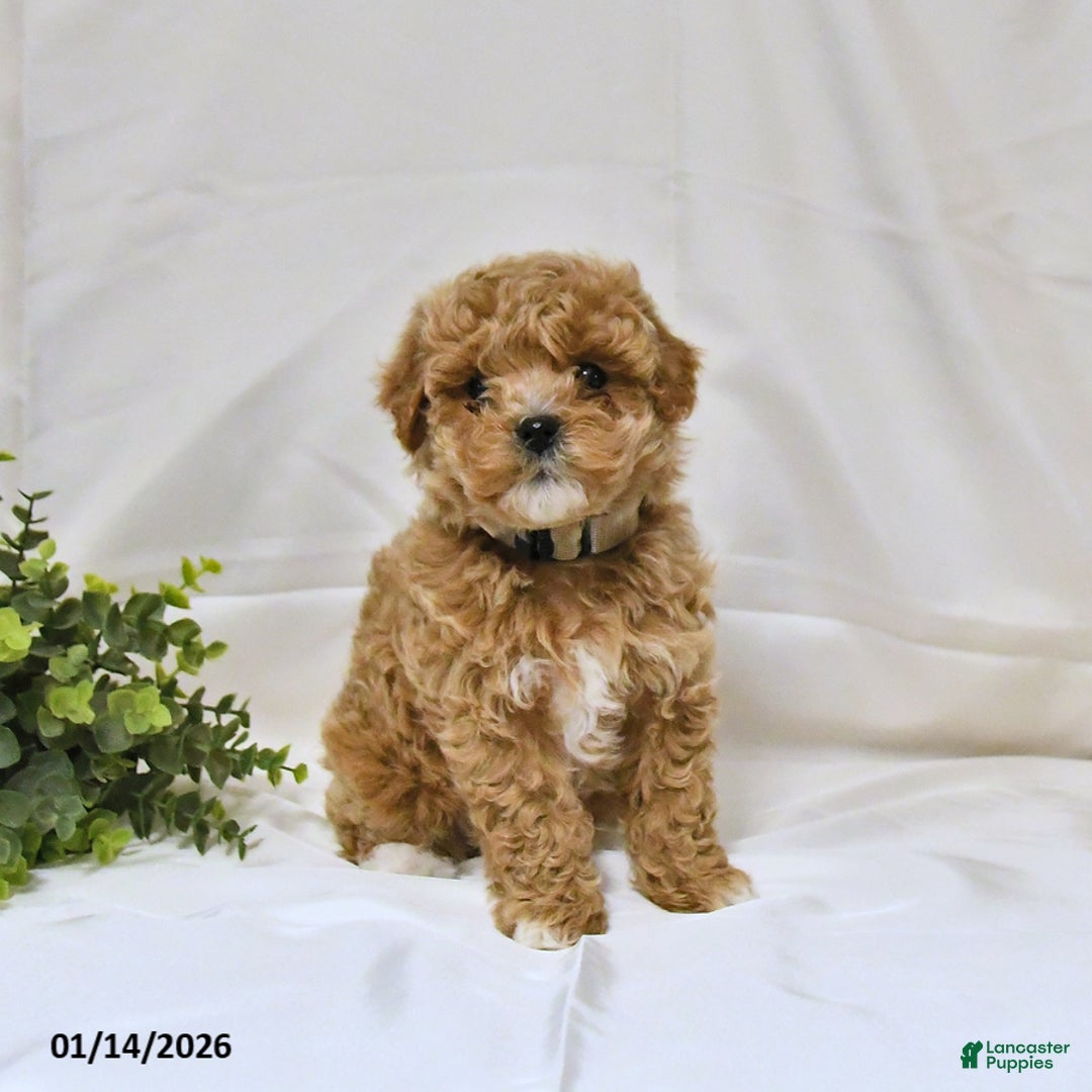 Bichpoo dogs for sale: Sandy - Ad 4