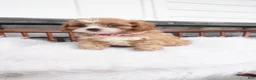 Cavapoo dogs for sale: Jewel - Ad 7