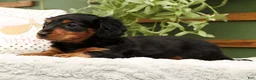 Miniature Dachshund dogs for sale: Millie - Ad 3