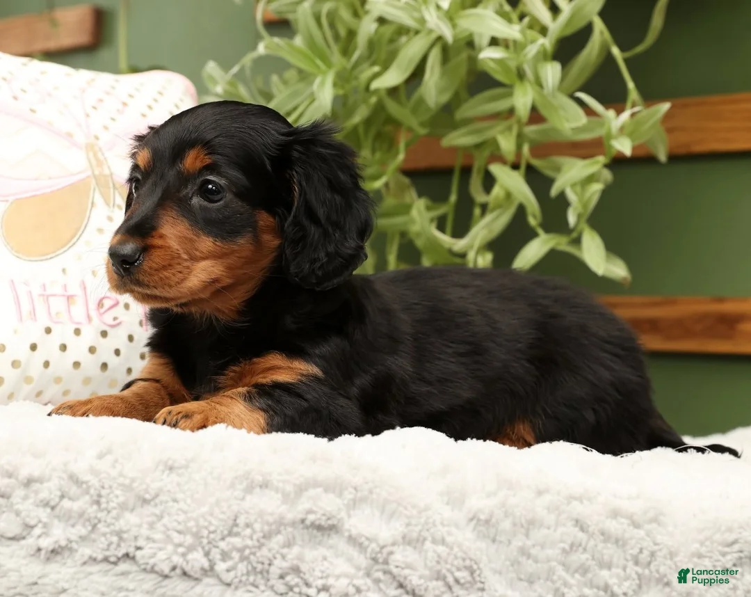 Miniature Dachshund dogs for sale: Millie - Ad 3