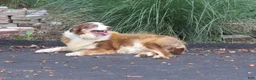 Border Collie dogs for sale: Border Collie 1 - Ad 3