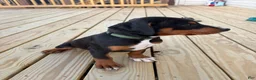 Mixed Breed dogs for sale: Bear - Ad 3