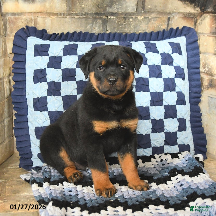 Rottweiler dogs Rocky - Ad 18