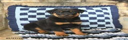 Rottweiler dogs for sale: Rocky - Ad 1
