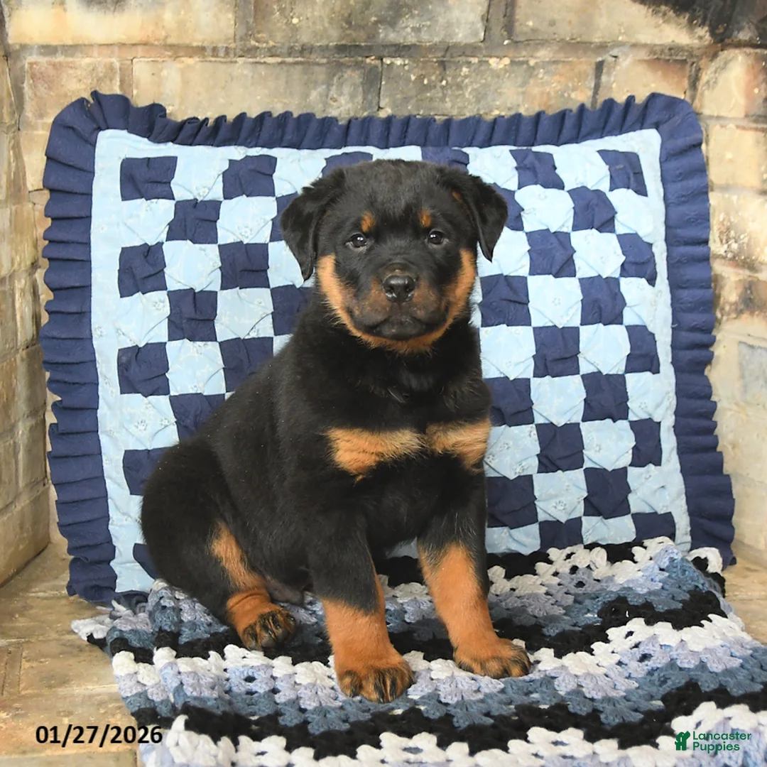 Rottweiler dogs for sale: Rocky - Ad 1