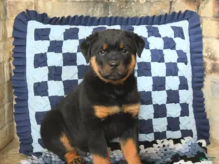 Rottweiler dogs Rocky - Ad 18