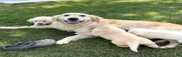 Golden Retriever dogs for sale: Peach - Ad 4