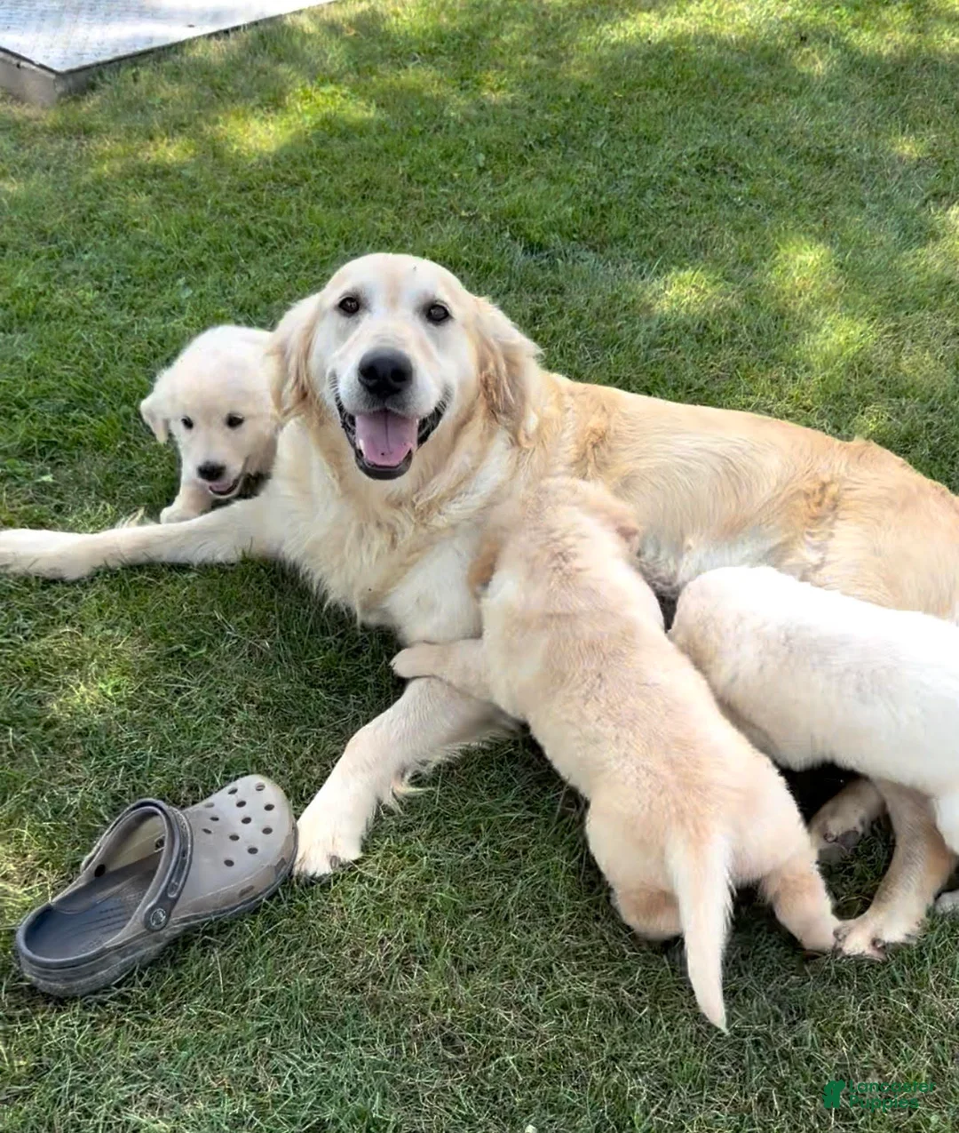 Golden Retriever dogs for sale: Peanut - Ad 5