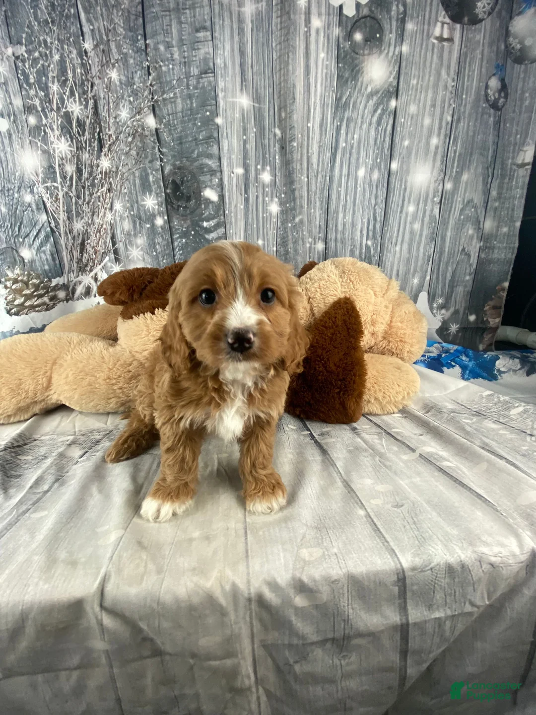 Cavapoo dogs for sale: Maple - Ad 7