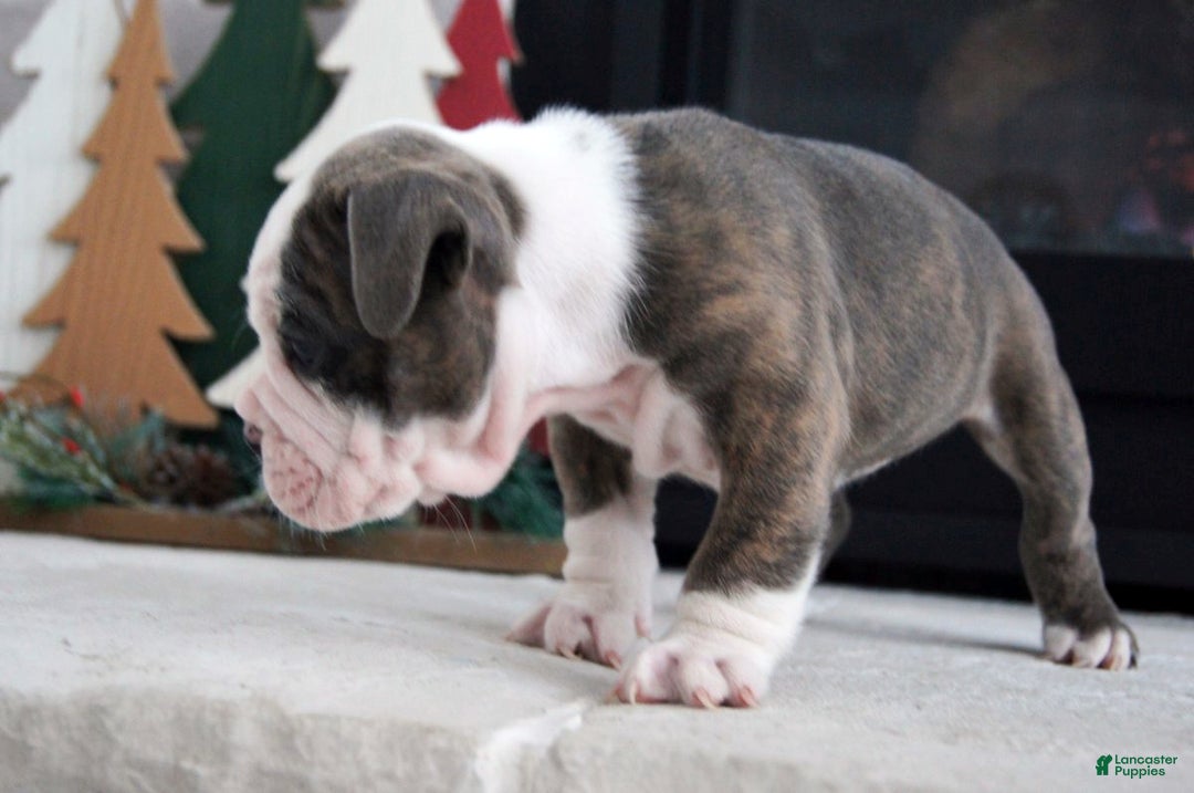 Olde English Bulldogge dogs for sale: Zoe - Ad 5