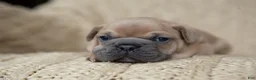 French Bulldog dogs for sale: Penny AKC - Ad 21