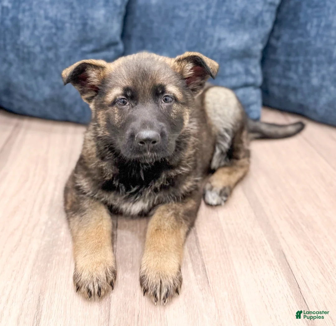 German Shepherd dogs for sale: Bella - Ad 2