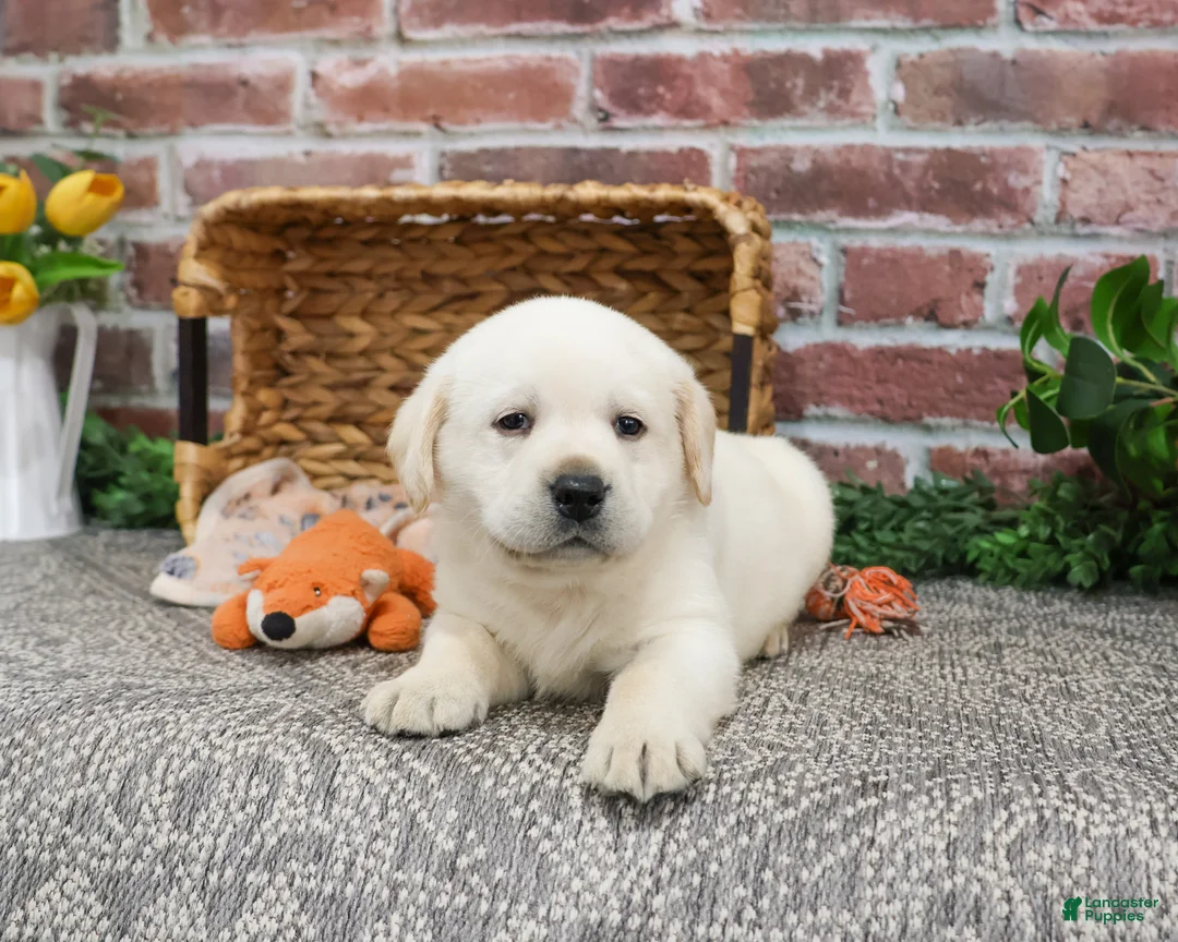 Labrador Retriever dogs for sale: Junior  - Ad 4