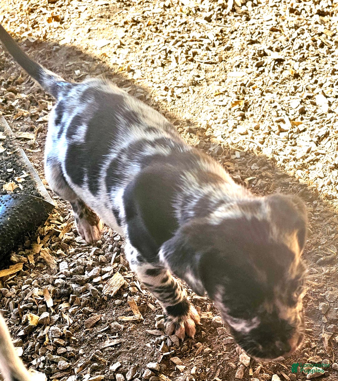 Mixed Breed dogs for sale: Zeus - Ad 2