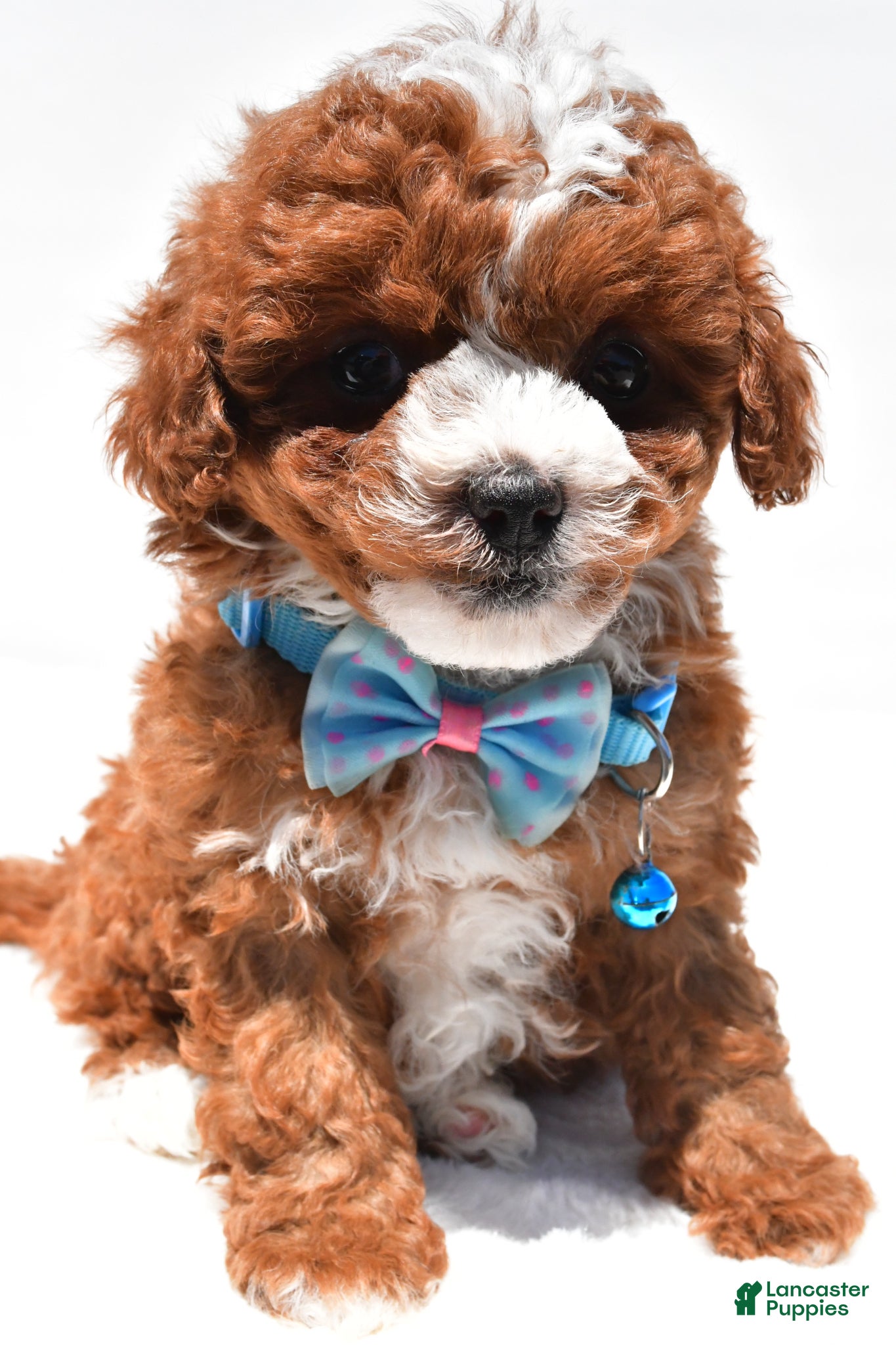 Cavapoo dogs Sammy f1b - Ad 2