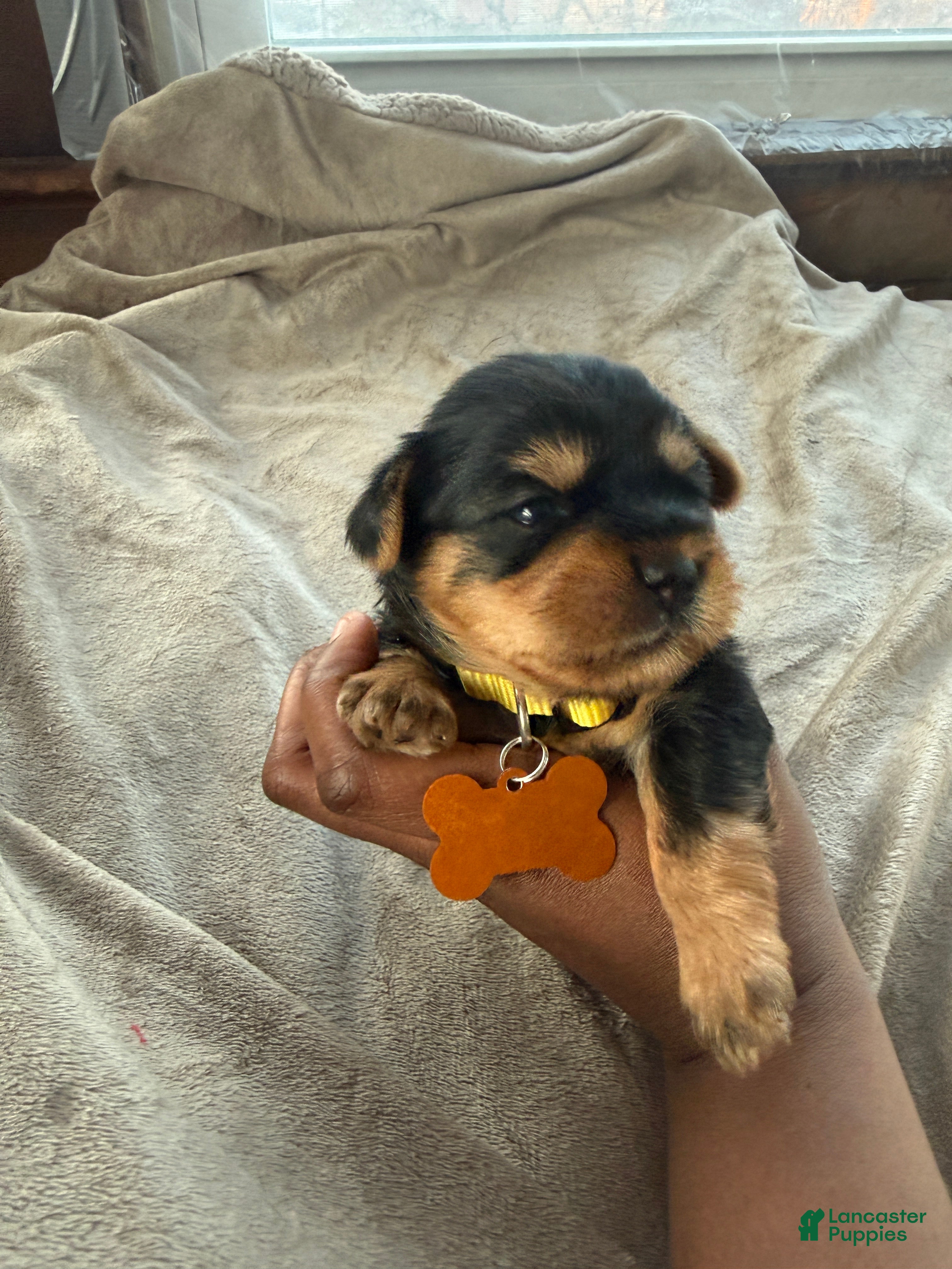 Yorkshire Terrier dogs Malaysia - Ad 8