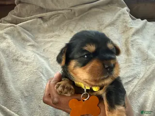 Yorkshire Terrier dogs Malaysia - Ad 8