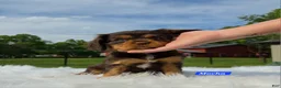 Cavalier King Charles Spaniel dogs for sale: Mocha - Ad 6