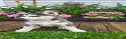 Siberian Husky dogs for sale: Jordan - Ad 3