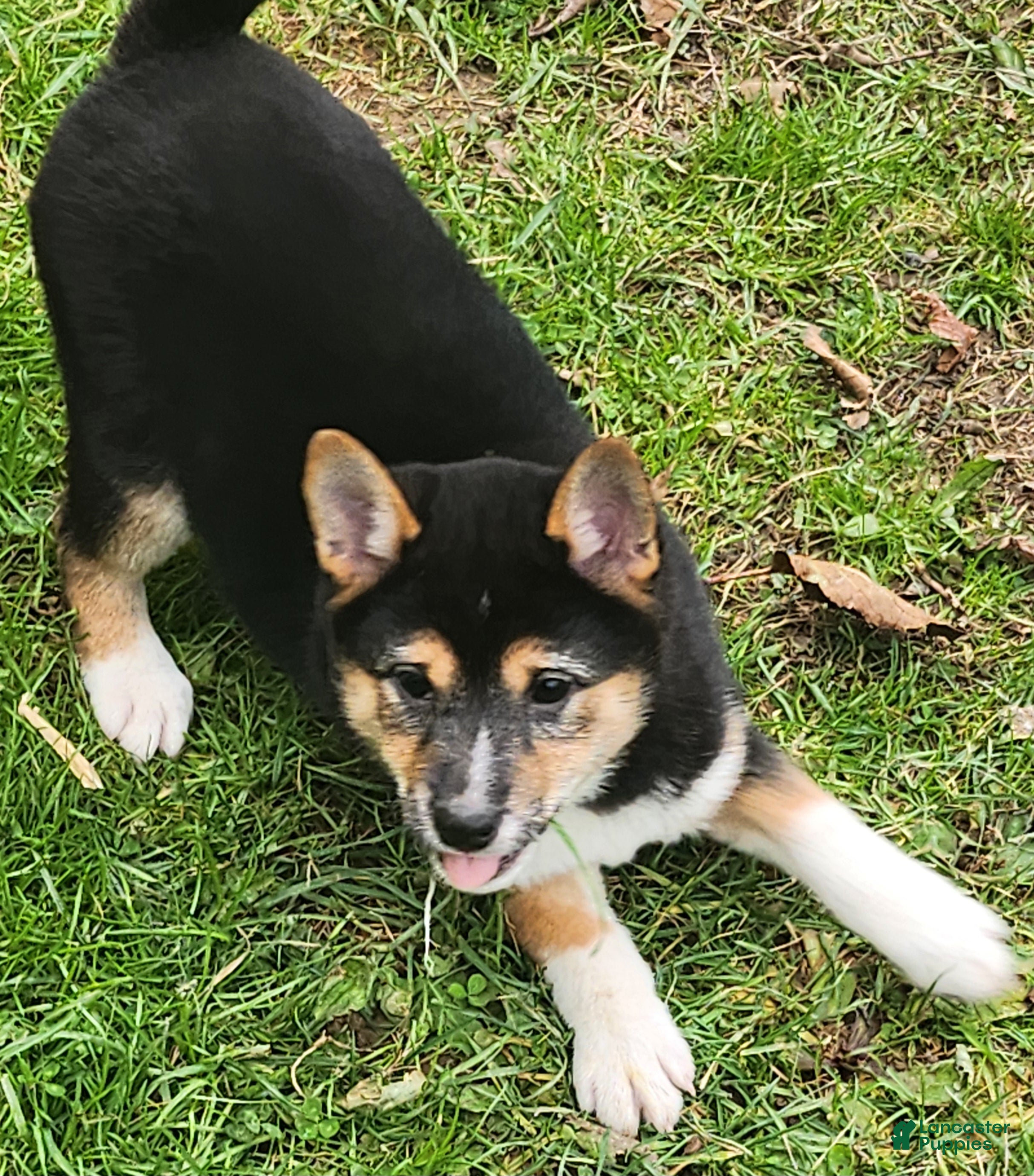 Shiba Inu dogs Holly  - Ad 32