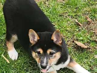 Shiba Inu dogs Holly - Ad 32