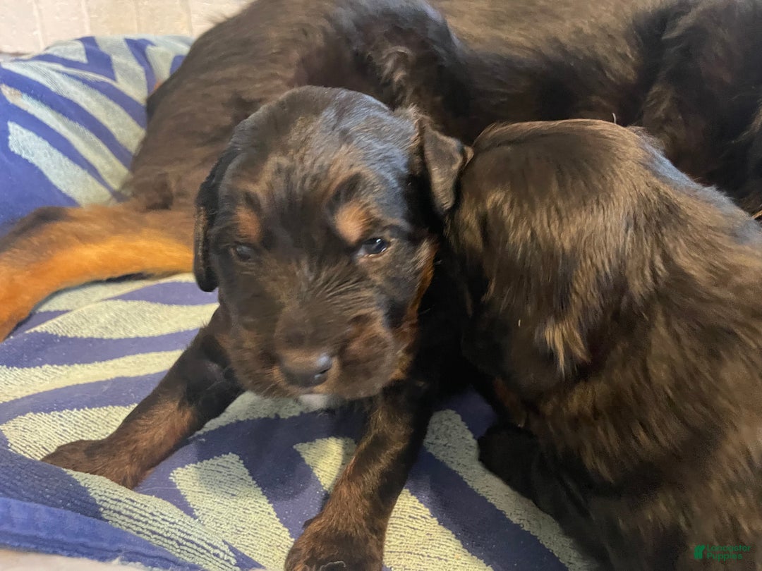 Mixed Breed dogs for sale: Cookie - Ad 6