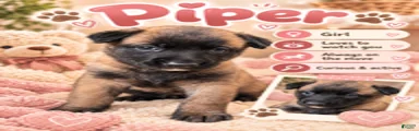 Piper