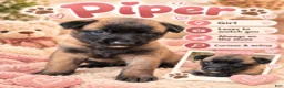 Belgian Malinois dogs for sale: Piper - Ad 1
