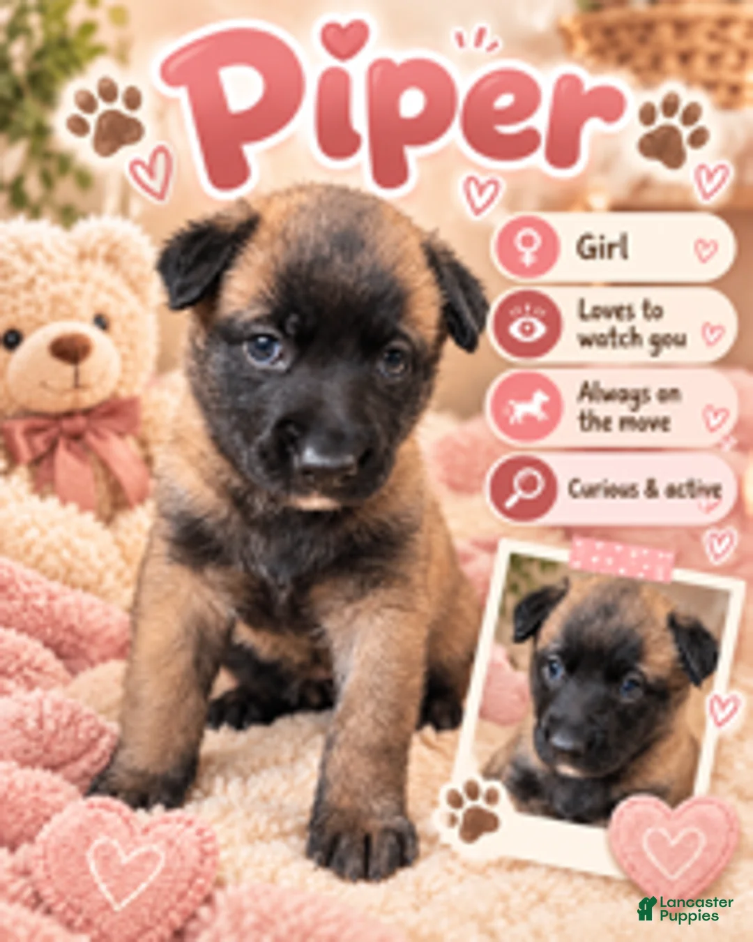 Belgian Malinois dogs for sale: Piper - Ad 1