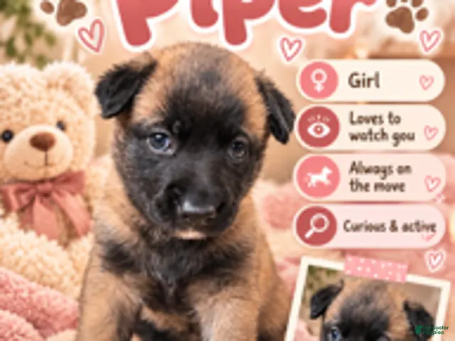 Belgian Malinois dogs for sale: Piper - Ad 27