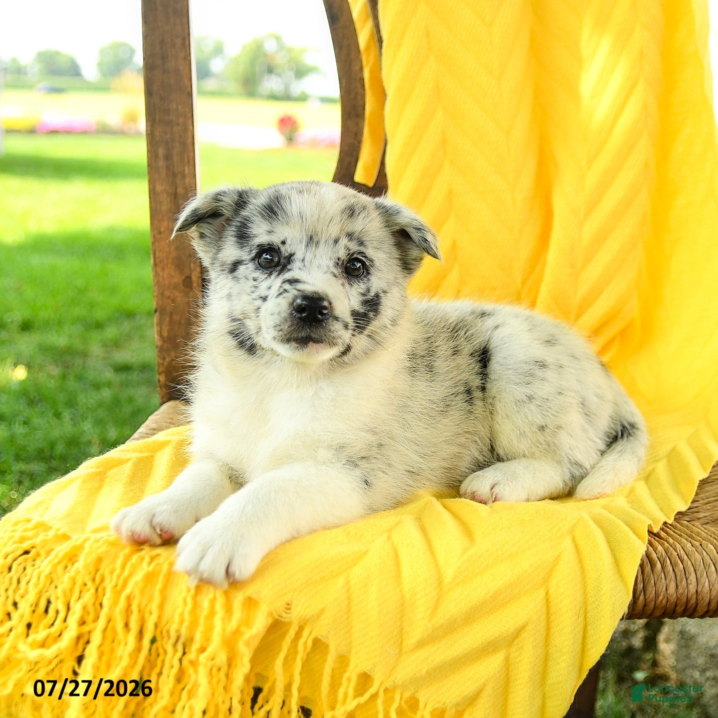 Pomsky dogs Ruby - Ad 2